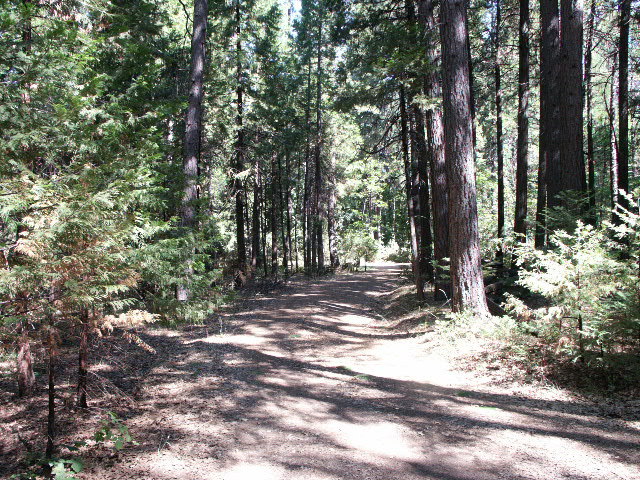 7808 Eastmoore Road Shingletown, CA 96088 - Photo 3 of 8 Driveway