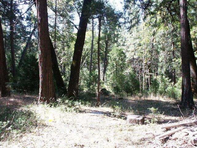 7808 Eastmoore Road Shingletown, CA 96088 - Photo 6 of 8 Land