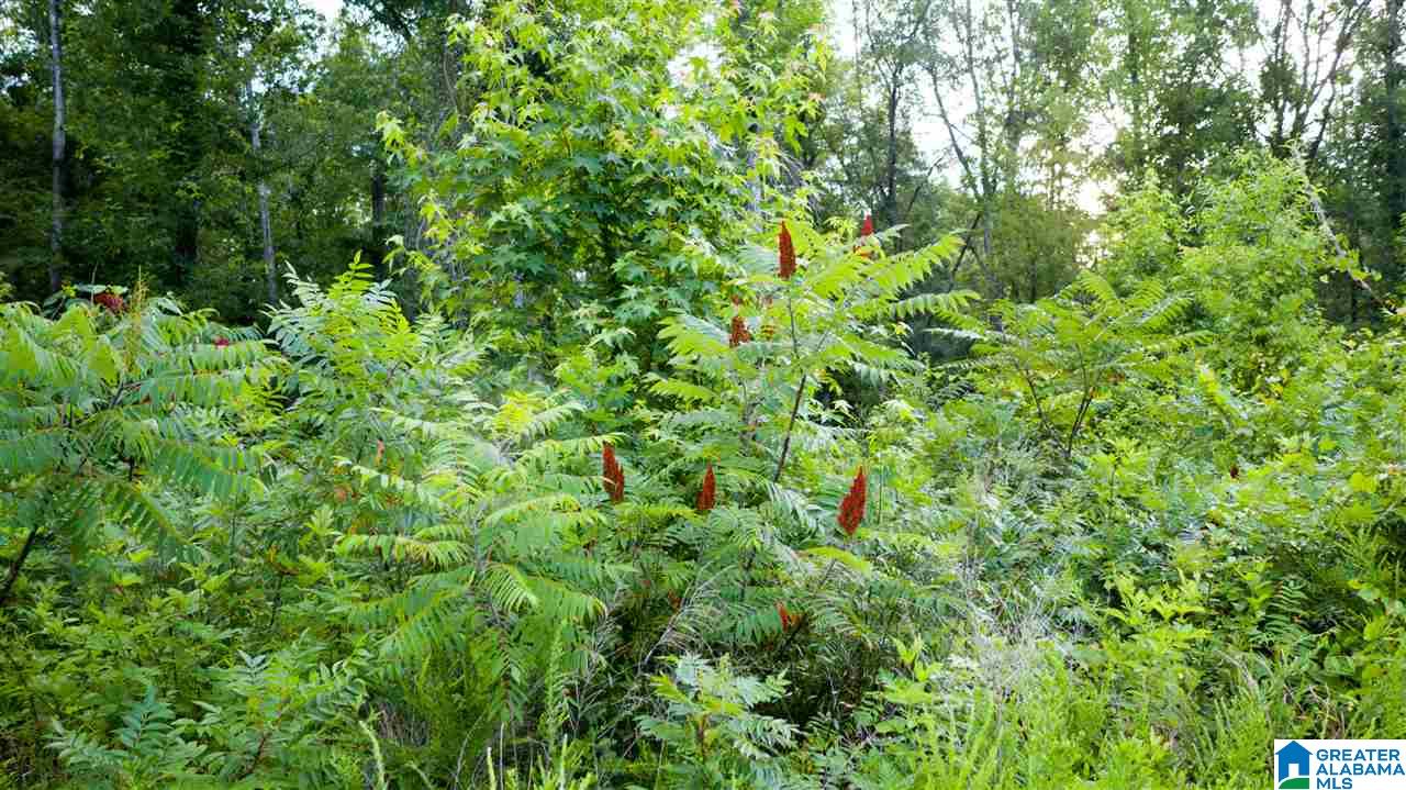 180 Gibson Road, Unit 76 / ACRES OFF GIBSON R Columbiana, AL 35051 - Photo 18 of 50