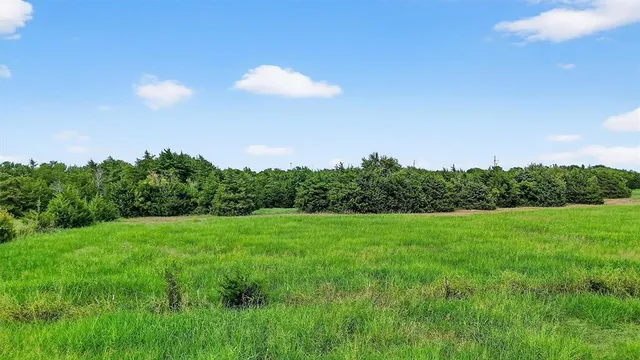 a view of field with tall trees