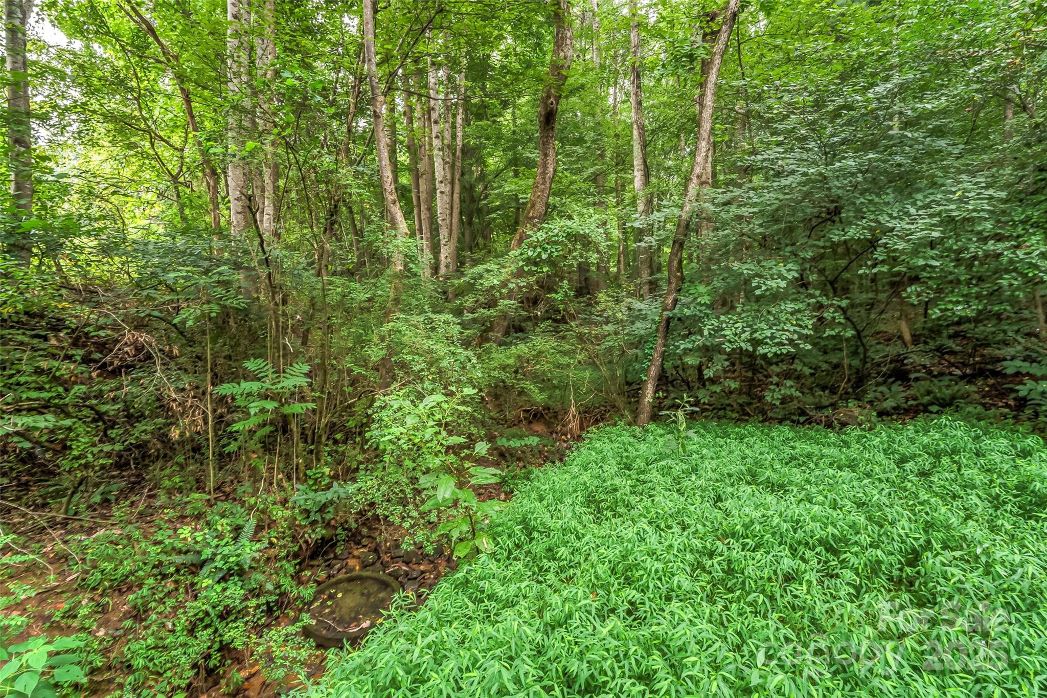 5526 Harris Farm Road Hickory, NC 28602 - Photo 15 of 18 a view of a lush green forest