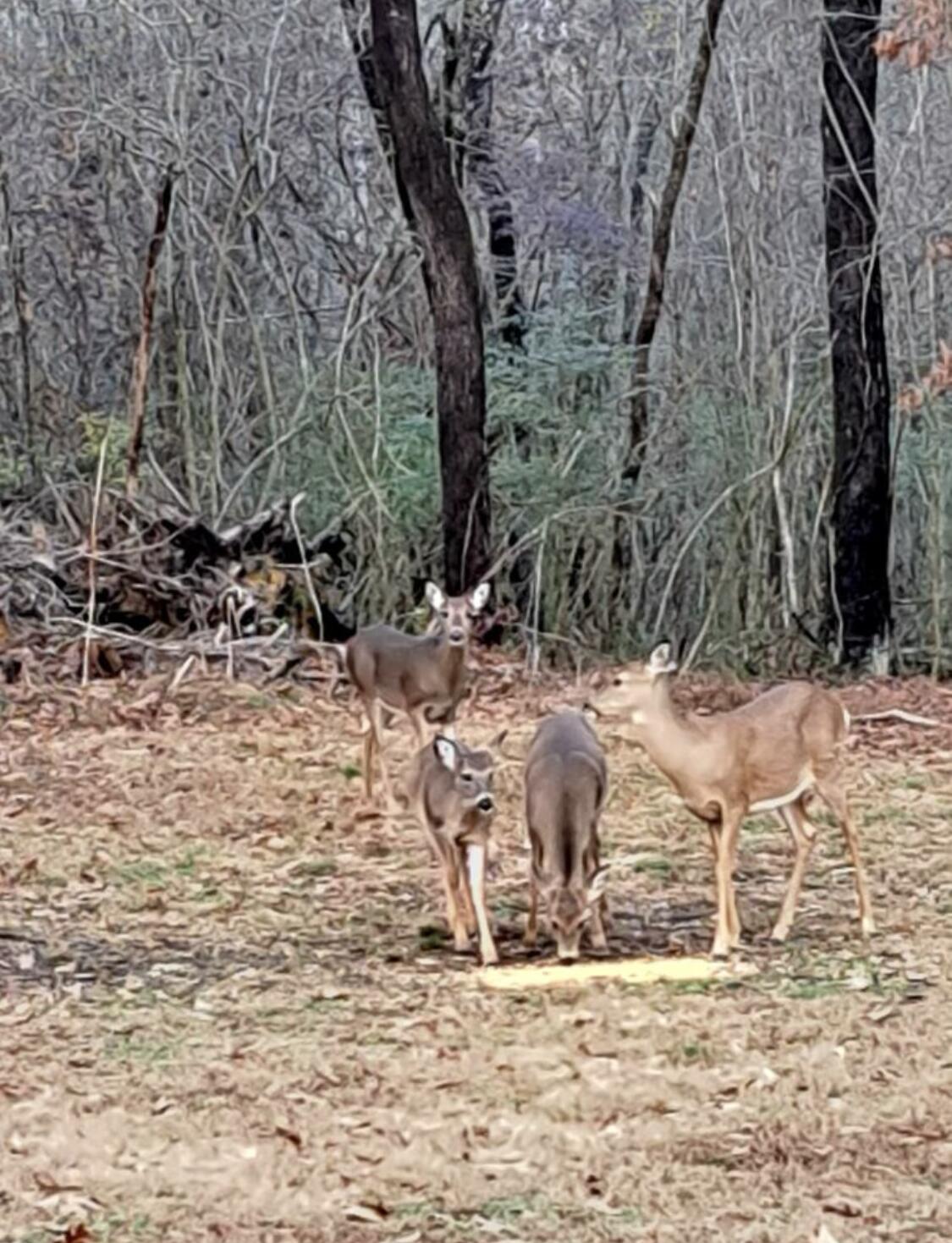 1509 McCallie Ferry Road Soddy Daisy, TN 37379 - Photo 30 of 30 IMG_7683