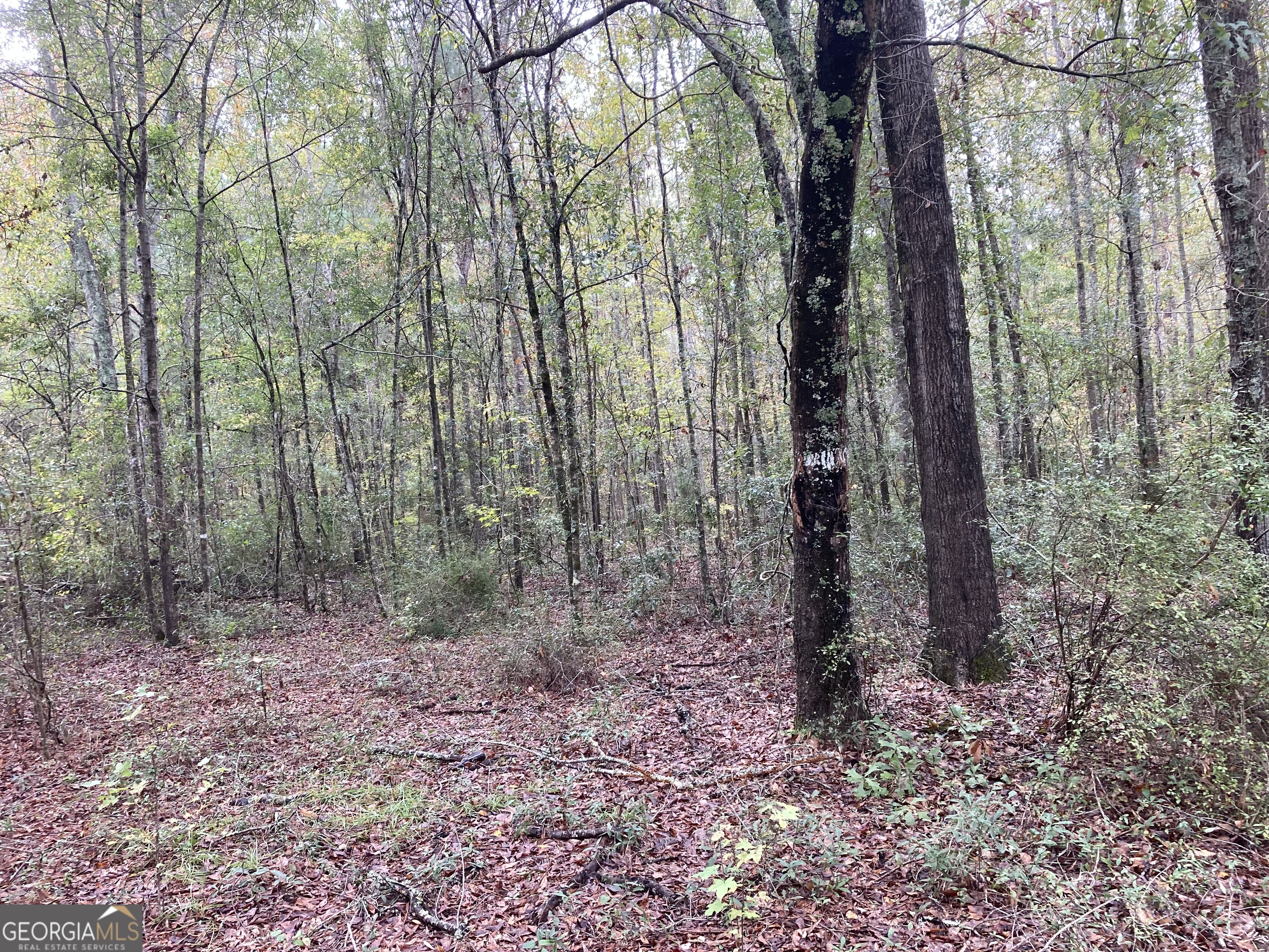 378 Lawton Road Sylvania, GA 30467 - Photo 2 of 4