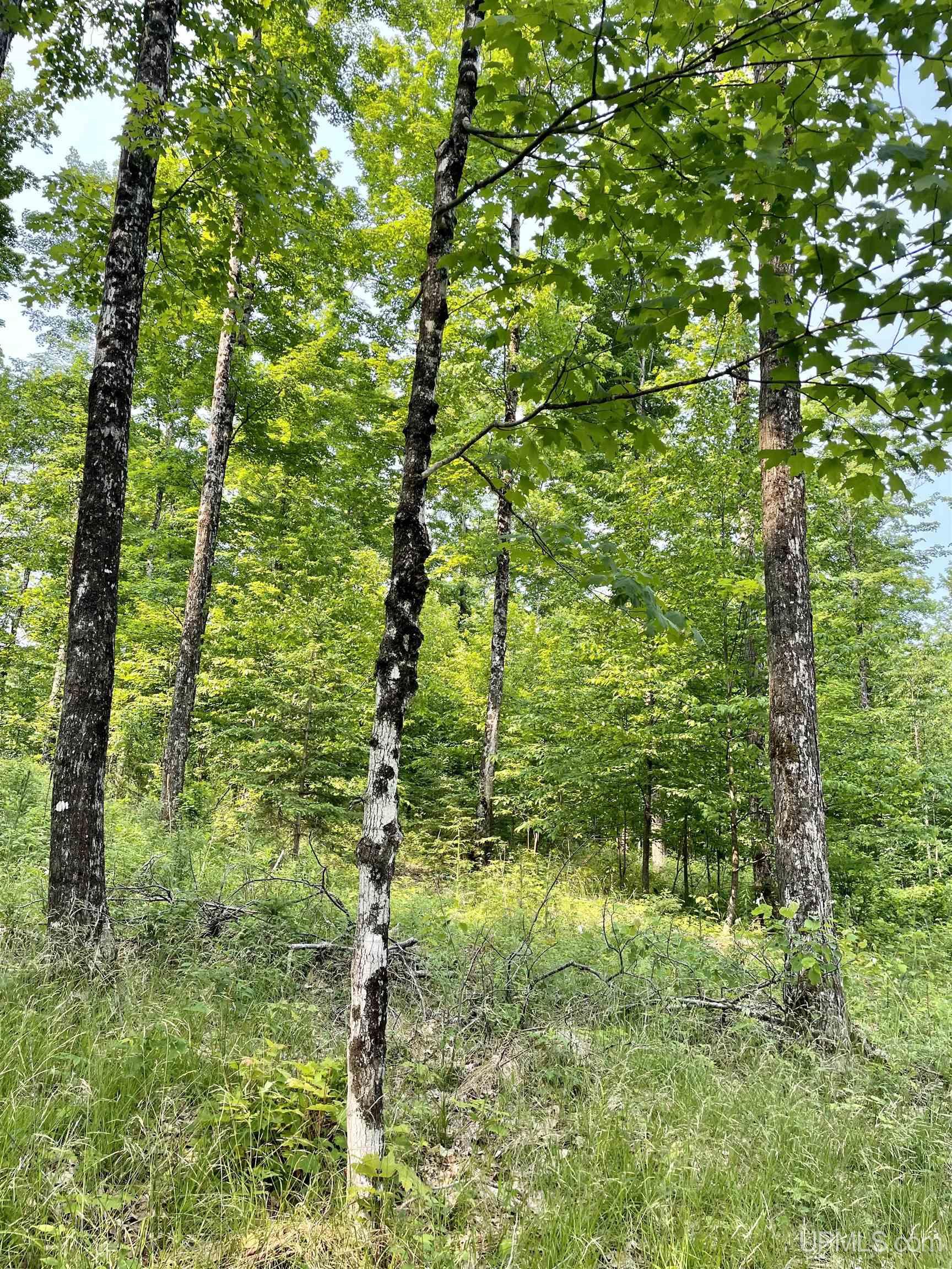 Nine Rd Felch Mi 49831 Road Felch, MI 49831 - Photo 12 of 16
