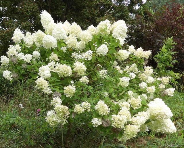 25528 Ecorse Road Taylor, MI 48180 - Photo 18 of 55 BEAUTIFUL HYDRANGEA!
