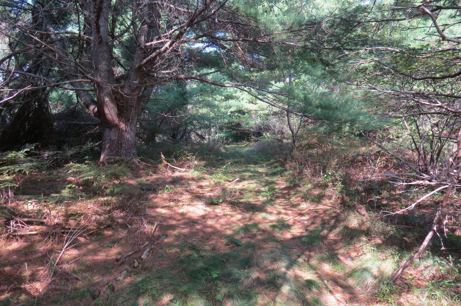 0 Donnell Pond Road Franklin, ME 04634 - Photo 2 of 21 IMG_9355