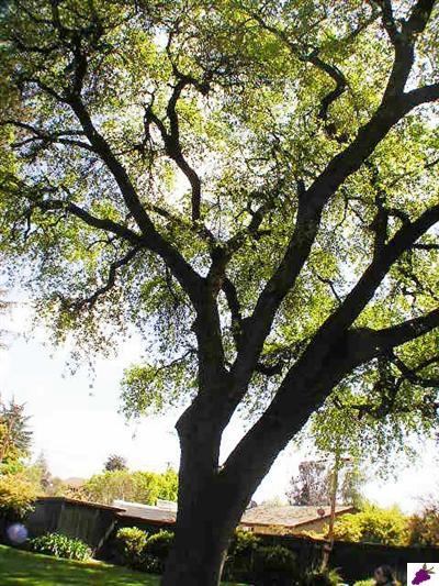 999 West Eymann Avenue Reedley, CA 93654 - Photo 29 of 31 Gallery Image 29
