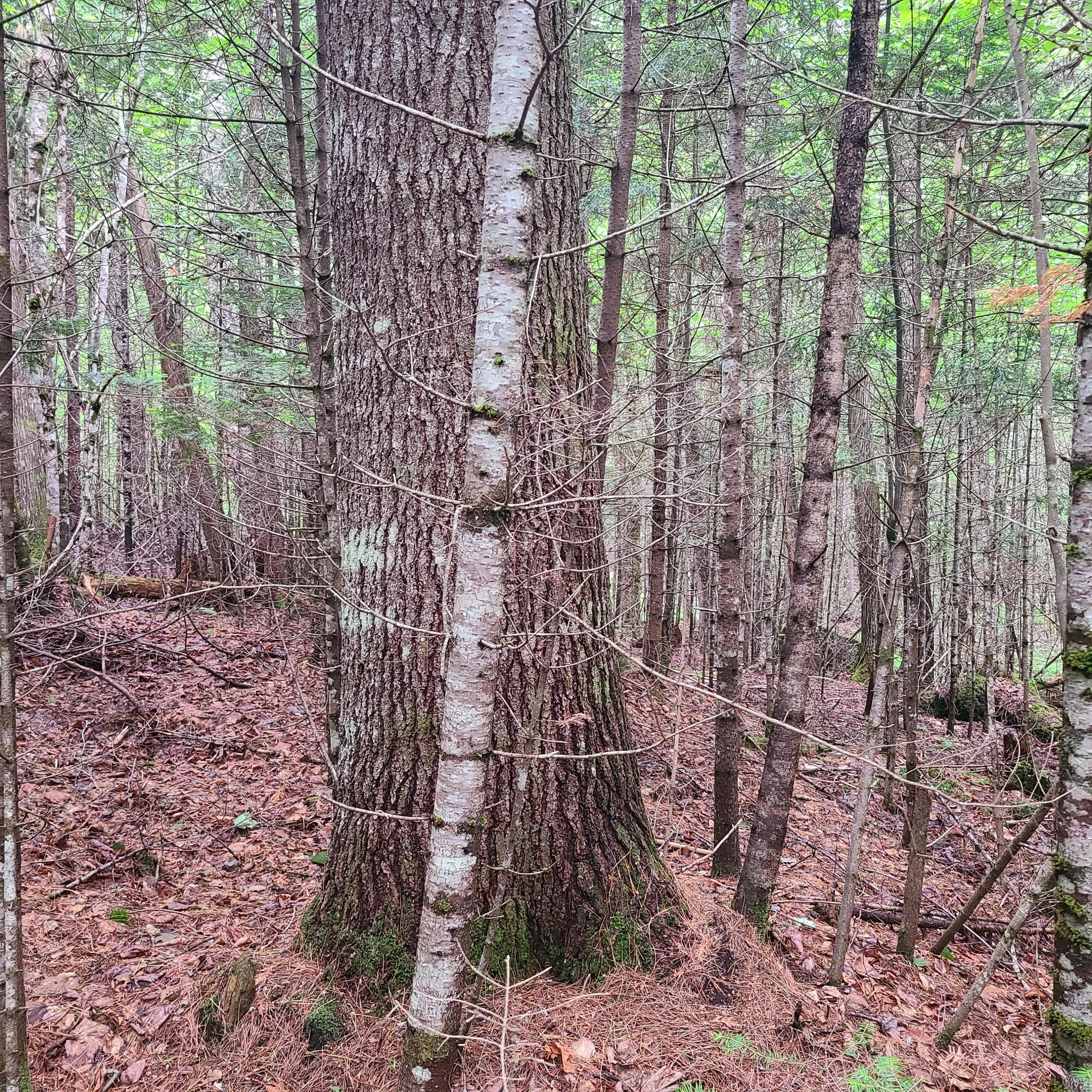 Lot 50 Map 14) Andover, ME 04216 - Photo 10 of 19