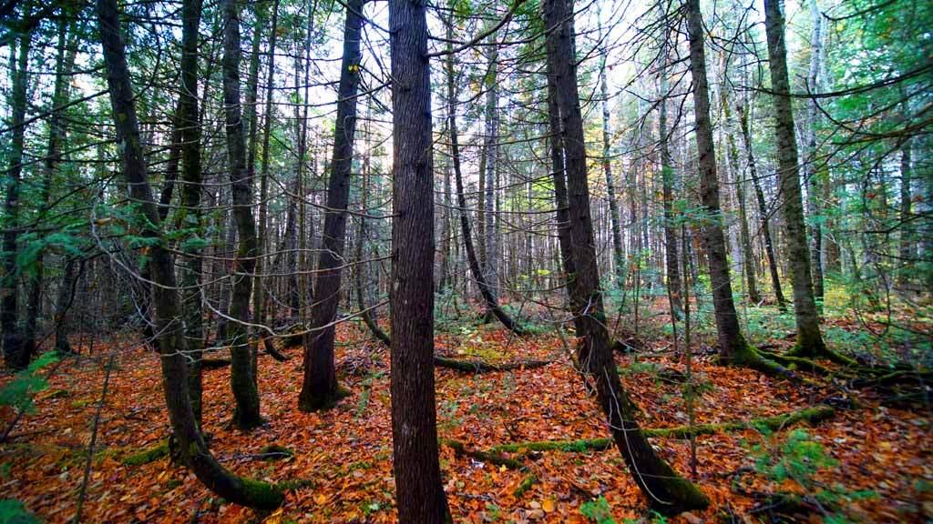 Lot 46 Benn Hill Road Houlton, ME 04730 - Photo 6 of 32 wooded-land-linneus-me
