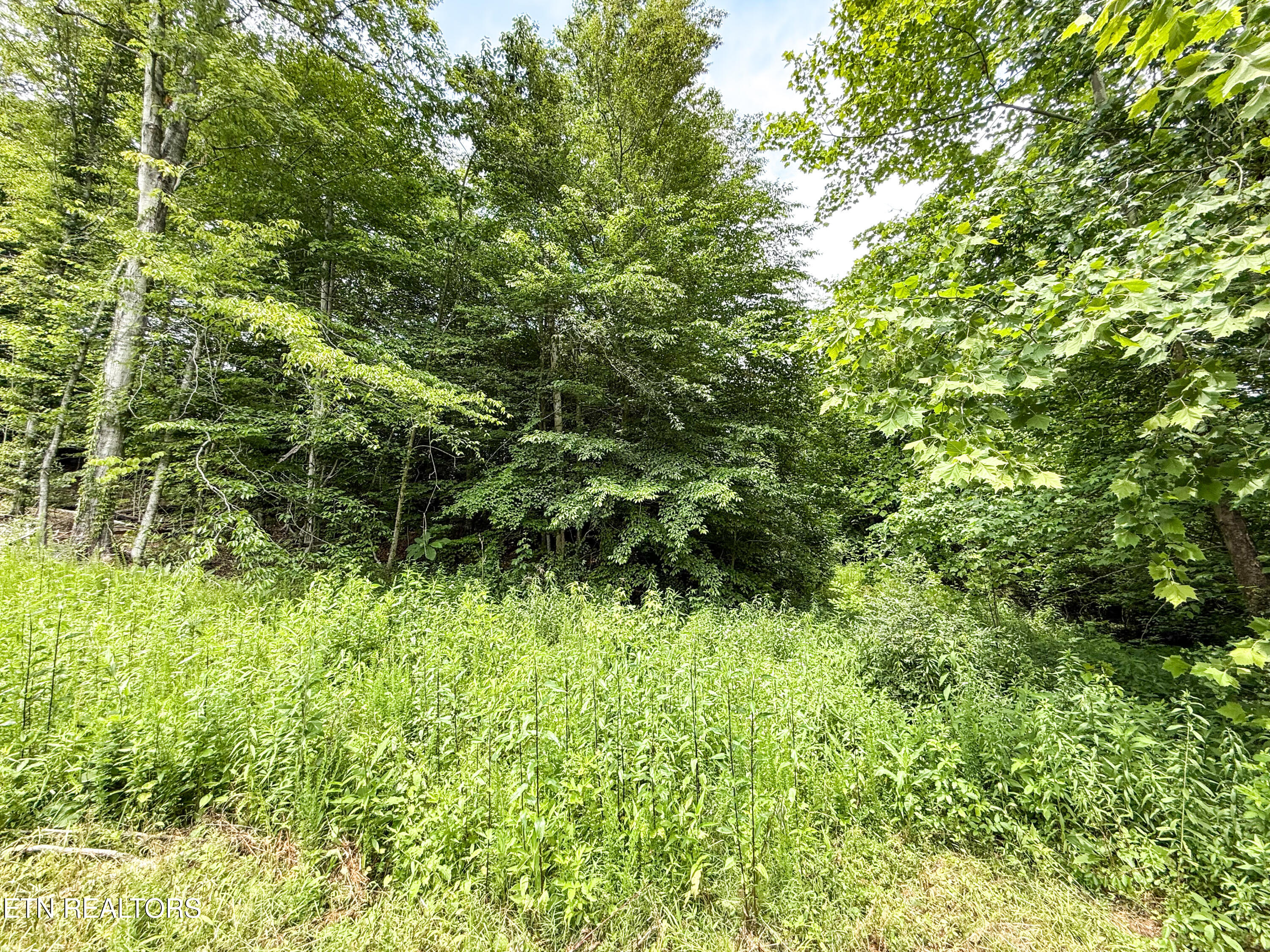 117 Cherry Oak Drive Oak Ridge, TN 37830 - Photo 6 of 6 IMG_3695