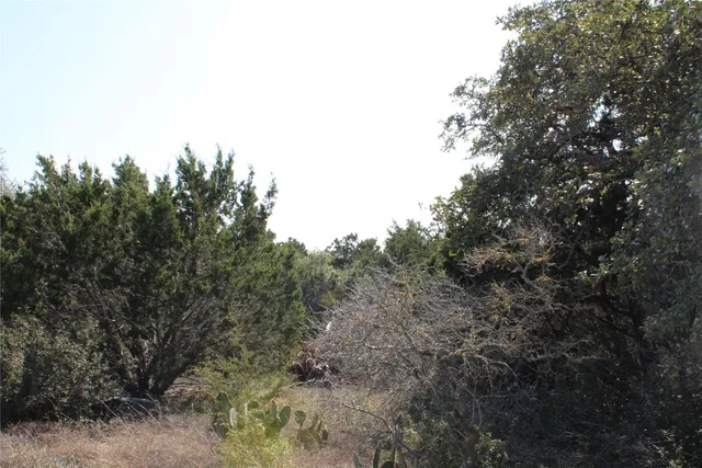 a view of a yard with a tree