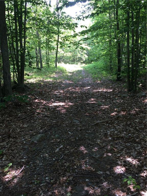 a view of a forest with trees