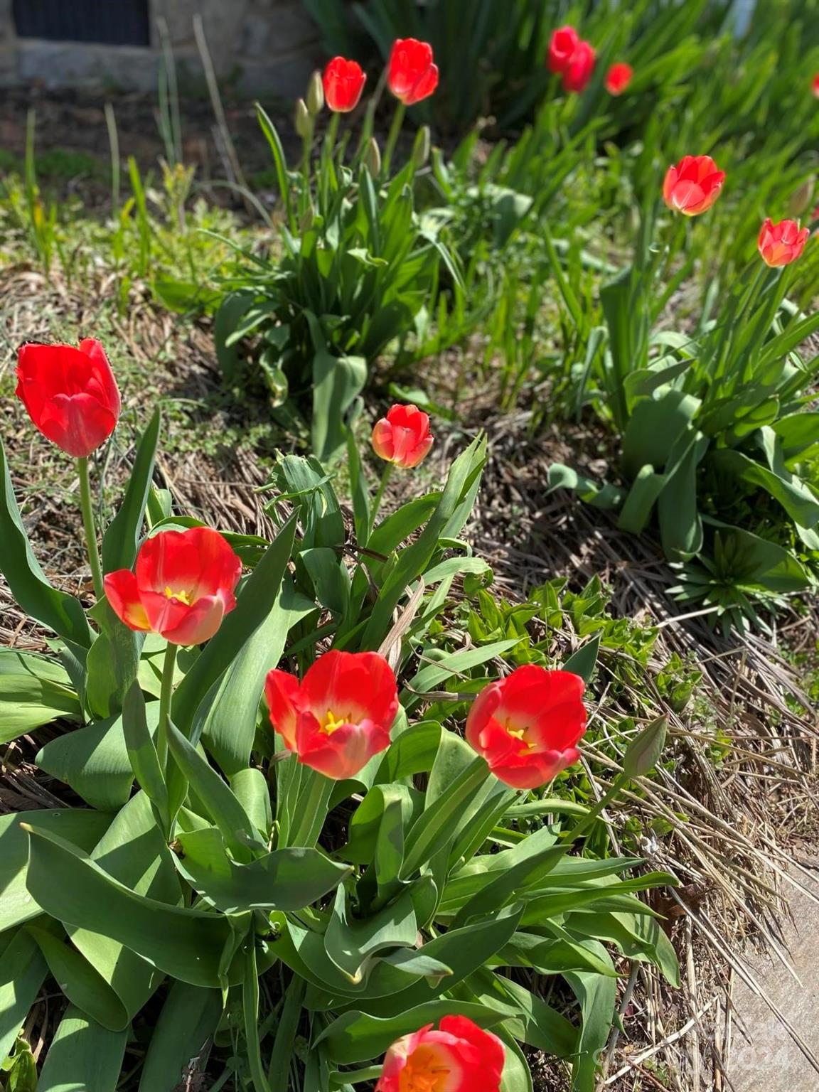 1529 Tatertown Loop Nebo, NC 28761 - Photo 29 of 38 a view of a flower