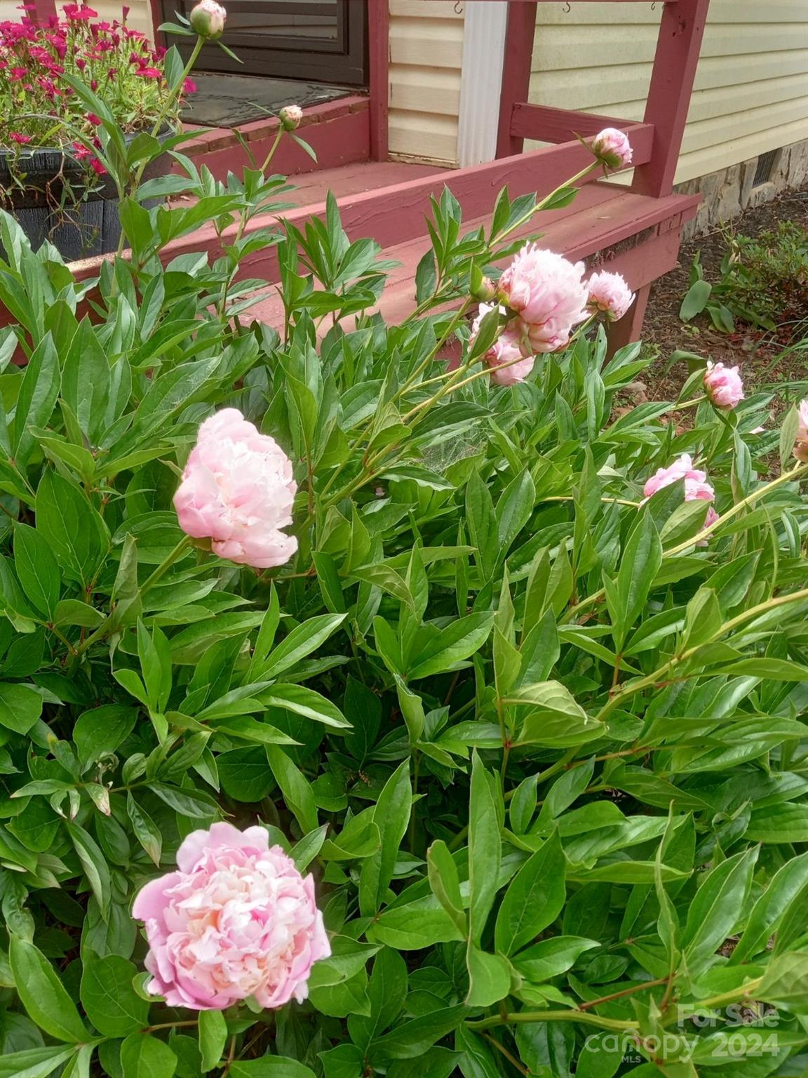 1529 Tatertown Loop Nebo, NC 28761 - Photo 31 of 38 a pink flower in a garden