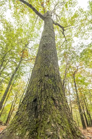 $515,000 | 875 Ripley 142e-38, Naylor, MO 63953