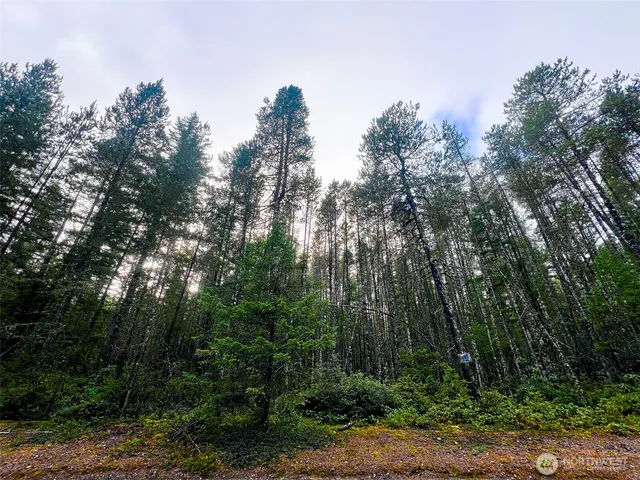 a view of a forest with trees in the background