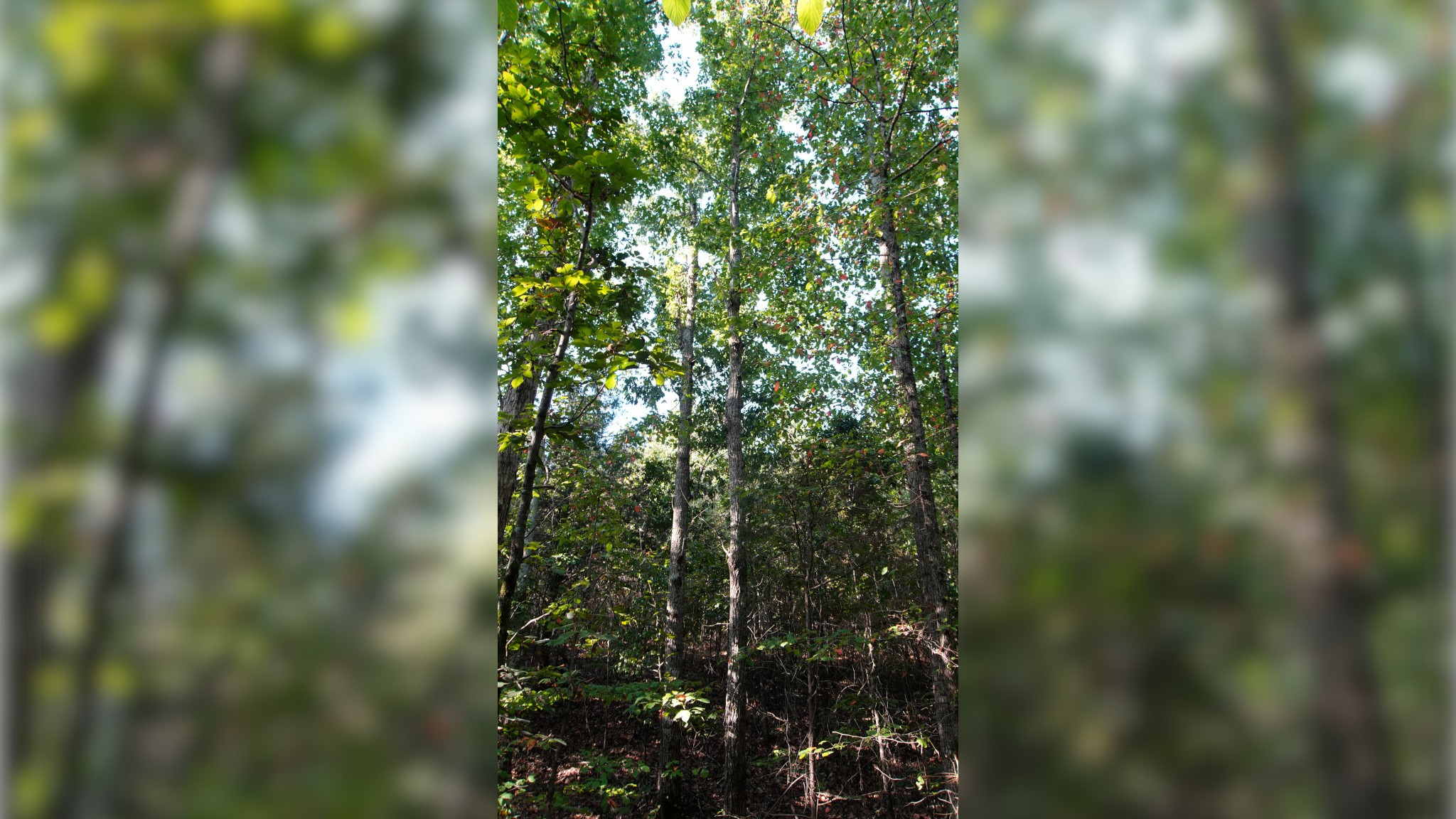 1 Ables Road Cherokee, AL 35616 - Photo 10 of 11 Gallery Image 10
