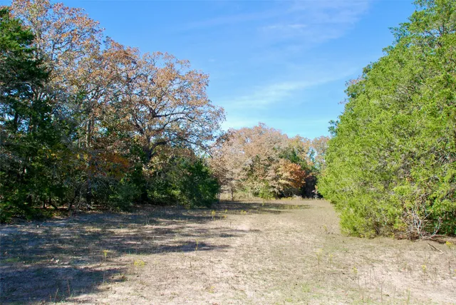 a view of a yard with plants and trees