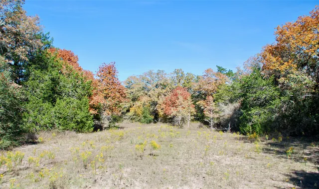 a view of a yard with trees
