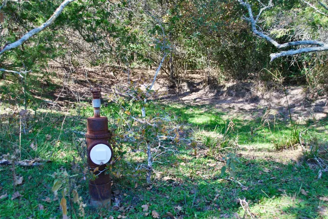 a view of a tree with a yard