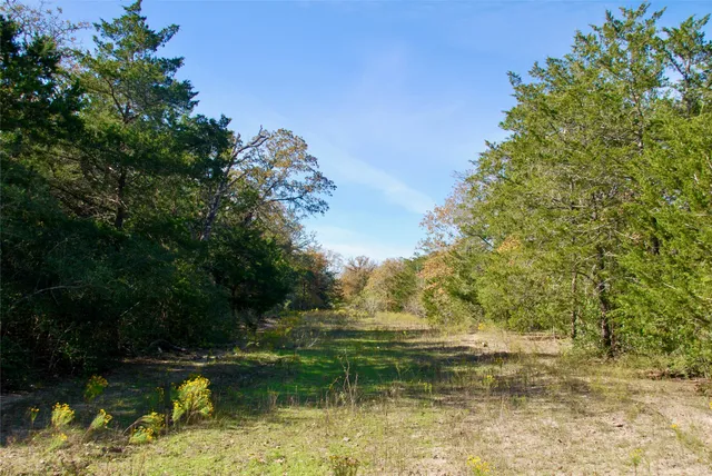a view of a tree in a yard
