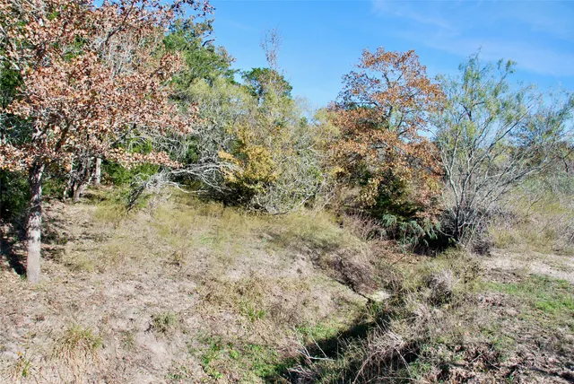 a view of a tree in a yard