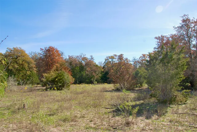 a view of a forest with a tree