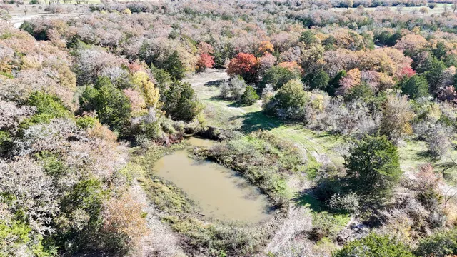 a view of a yard with plants and large trees