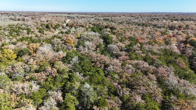 a view of a dry yard covered with trees
