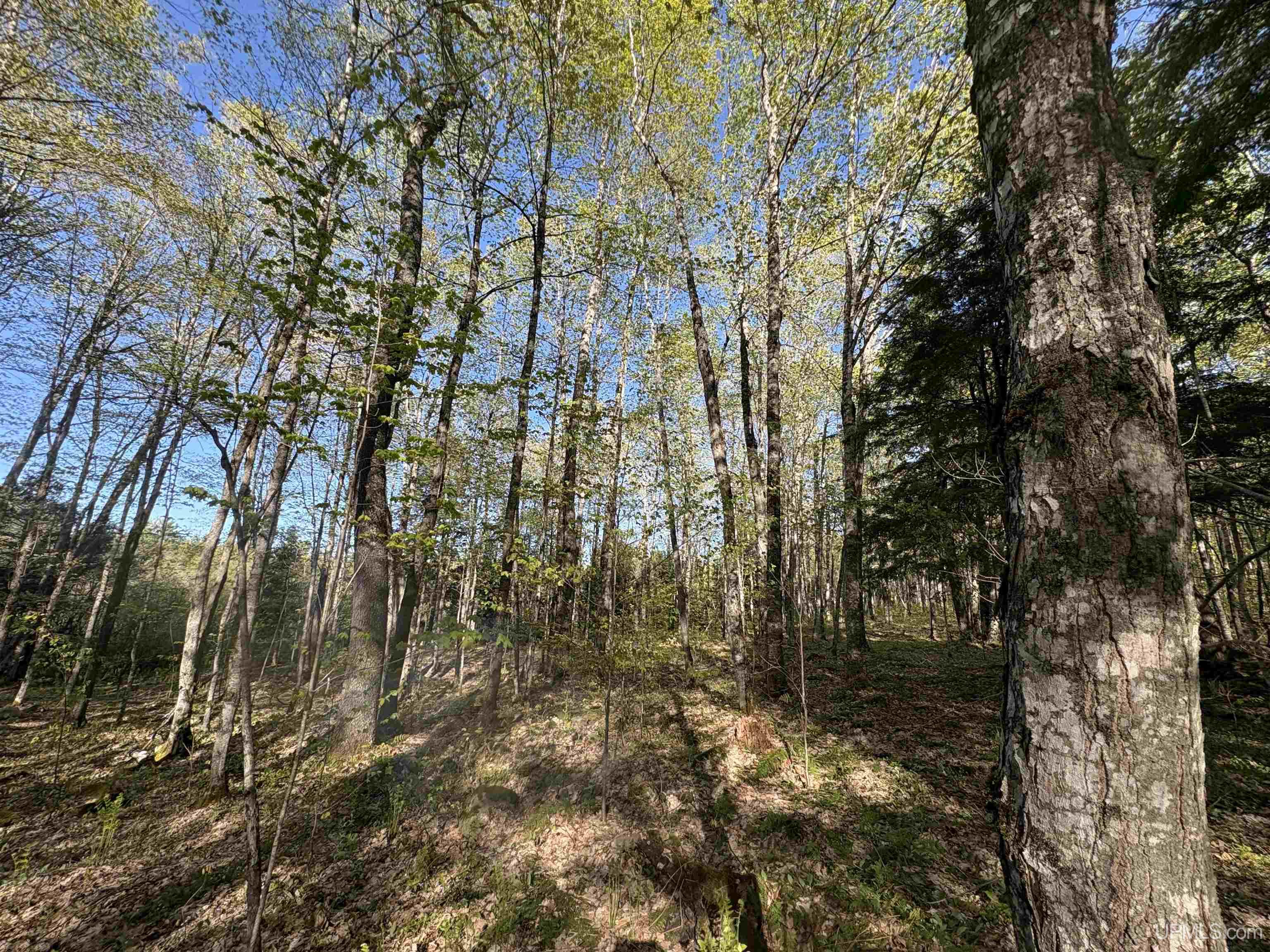 94-acres Peter White Road Deerton, MI 49822 - Photo 12 of 24