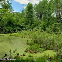 5610 Ritchie Run Cedar Springs, MI 49319 - Photo 54 of 62 Landscape in summer