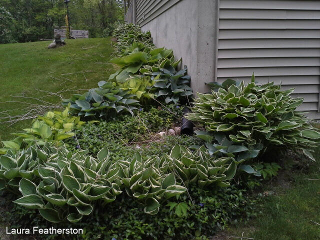 5610 Ritchie Run Cedar Springs, MI 49319 - Photo 55 of 62 landscape in summer