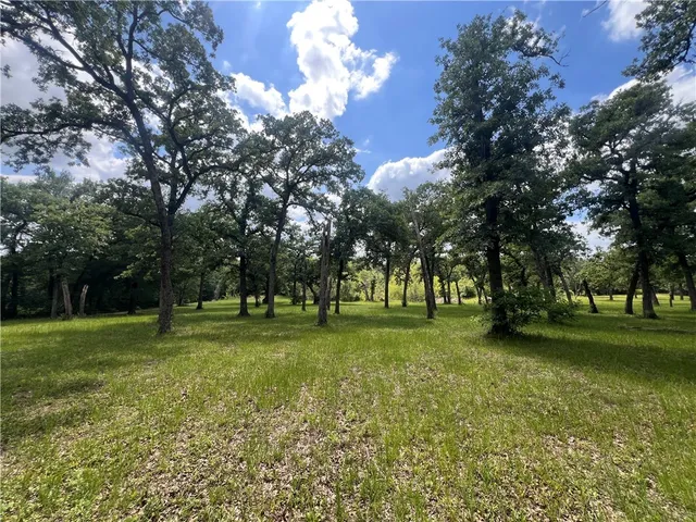 a view of a trees in a yard