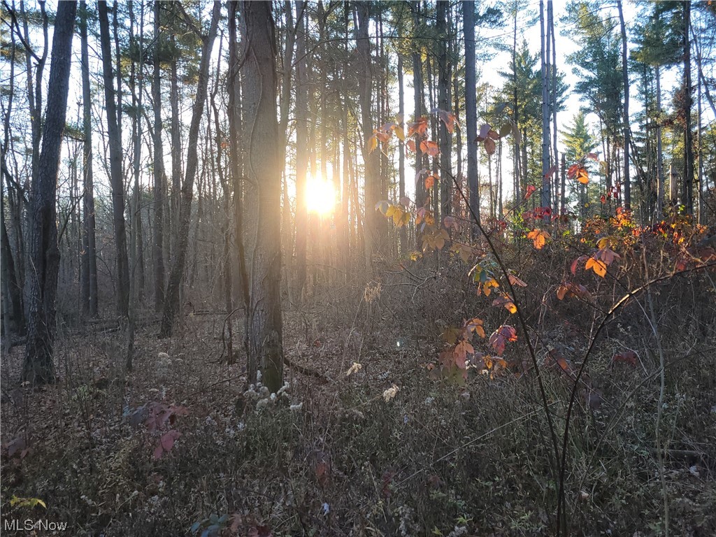 11185 Williams Road Homerville, OH 44235 - Photo 4 of 10 View of local wilderness