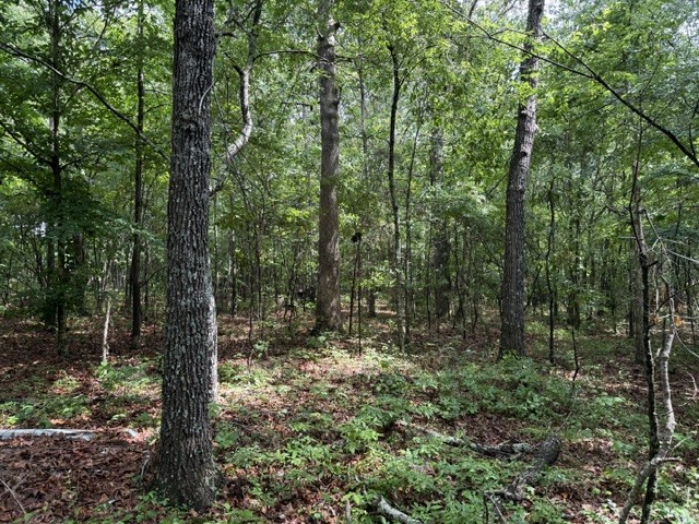 0 Teeters Road Morrison, TN 37357 - Photo 3 of 4