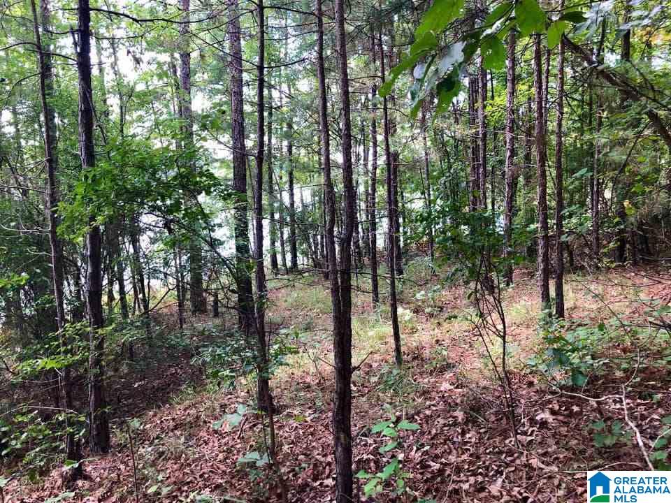 3292 County Road Wedowee, AL 36278 - Photo 8 of 9
