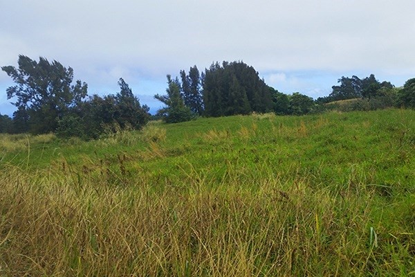 Homestead Road Ookala, HI 96774 - Photo 4 of 10 a view of a yard with a tree in the background