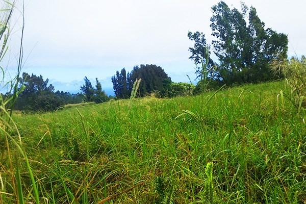 Homestead Road Ookala, HI 96774 - Photo 5 of 10 a view of a lush green space with sea