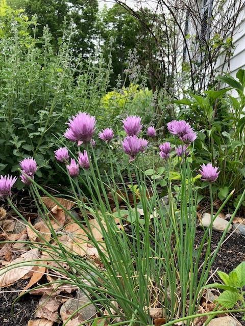 455 Middle Road Skowhegan, ME 04976 - Photo 22 of 25 Flowers