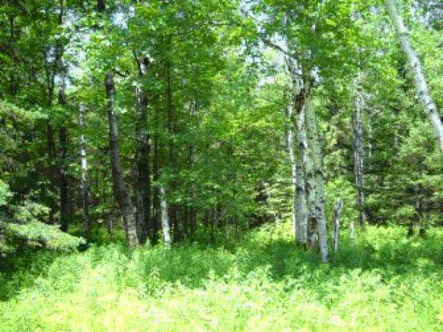 W3704 Sheep Ranch Road Phillips, WI 54555 - Photo 11 of 13 Gallery Image 11