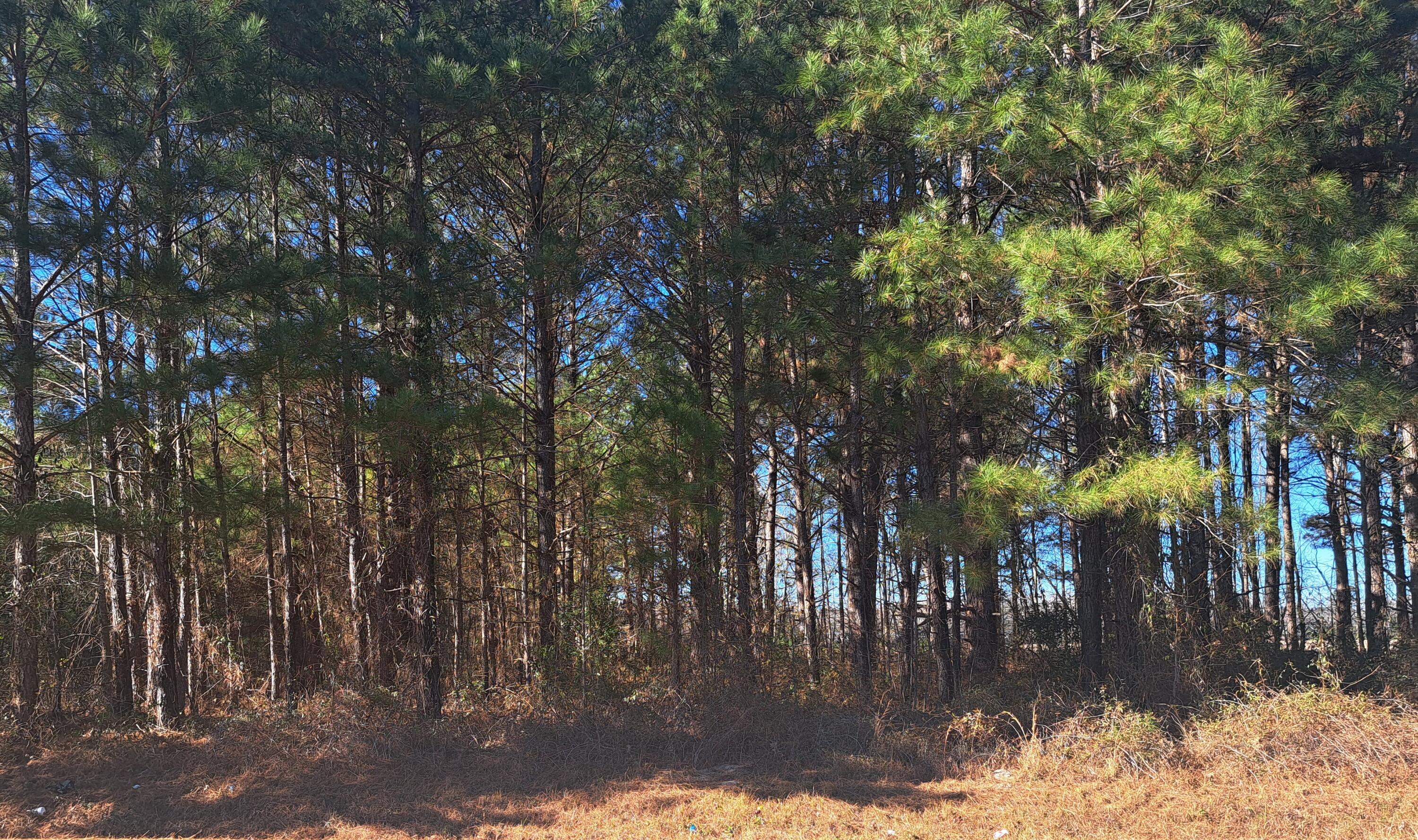 1 Antioch Road Santee, SC 29142 - Photo 3 of 3 20260116_125520-44