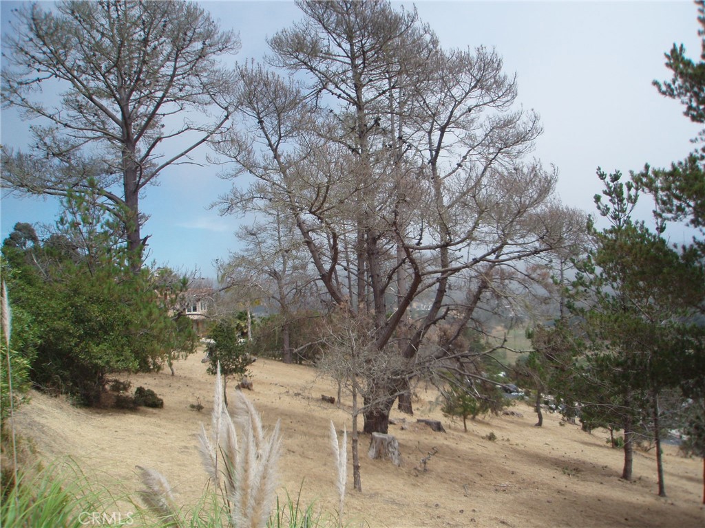 a view of a forest with trees