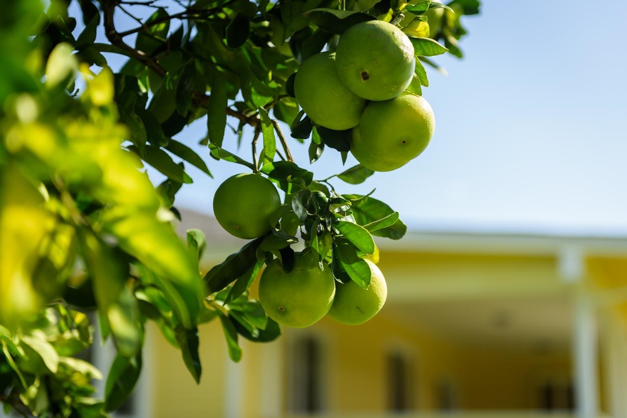 3140 Ua Noe Place Haiku, HI 96708 - Photo 14 of 30