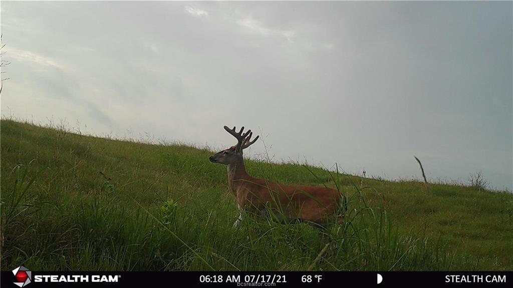 1258 Steinke Road Mart, TX 76664 - Photo 15 of 15