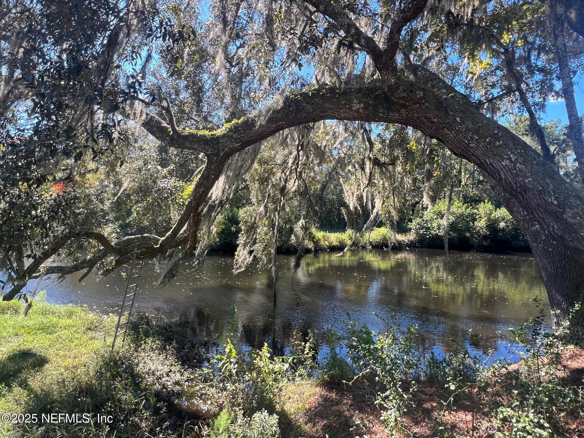 Tree over Black Creek