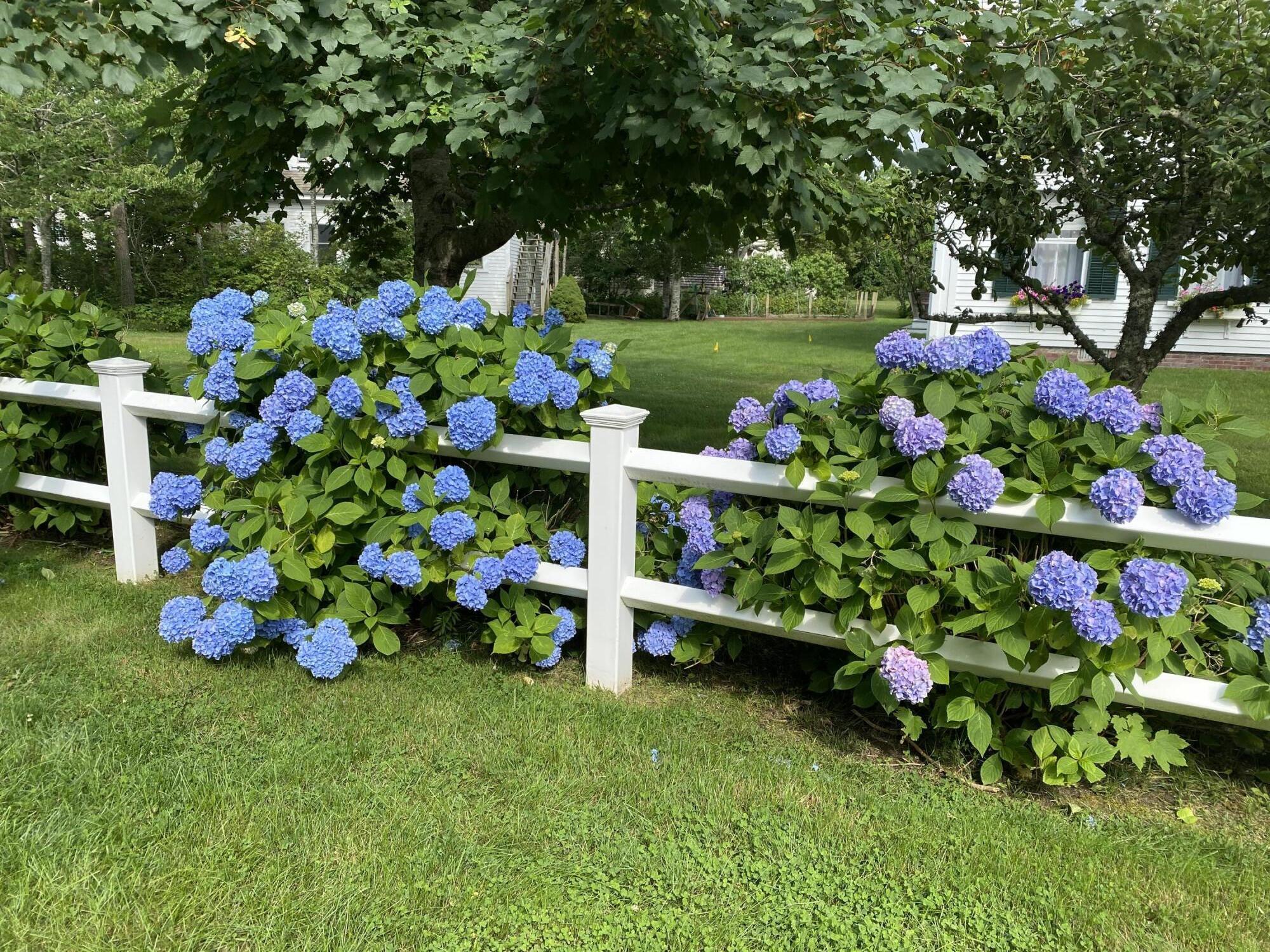 69 Doane Road Harwich Port, MA 02646 - Photo 36 of 38 a bunch of flowers in a yard