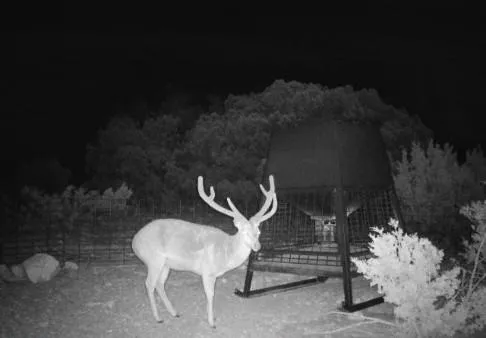 a view of a chairs and table in backyard