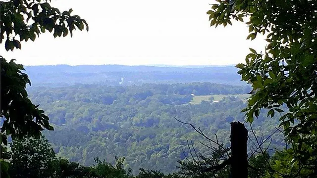 a view of a lush green field with lots of flower in it