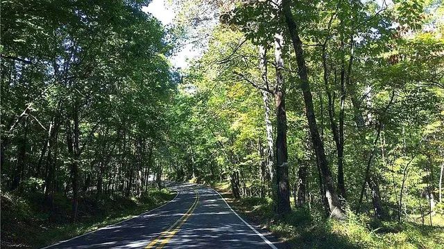 a view of a forest with trees