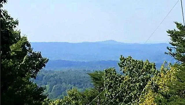 a view of a yard with plants and trees